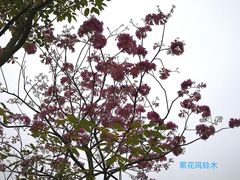 -金山公园