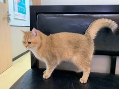 -格蕾宠物医院24H·猫科·肿瘤科·骨科中心(福州总院)