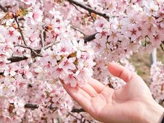 -古柏渡丰乐樱花园