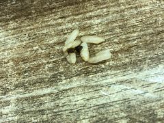 -猪脚洪隆江猪脚饭