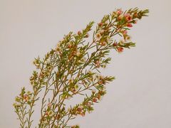 -双季花艺园艺市场(浦东店)