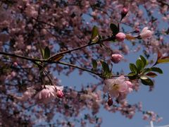 -海棠花溪(元大都城垣遗址公园)