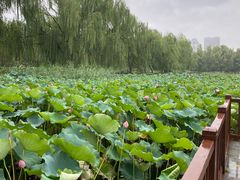-莲花池公园