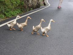 -严子陵钓台(富春江小三峡)