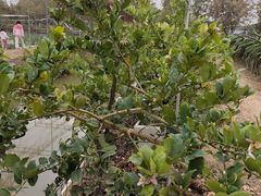 -尚果生态采摘园