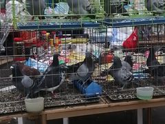 -哈尔滨道外花鸟鱼市场