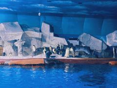 -海合安武汉极地海洋公园