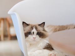 -藏猫猫咖啡主题馆(中央大道店)