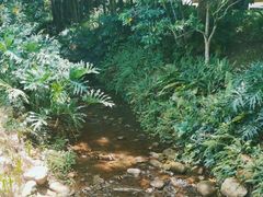 -深圳仙湖植物园