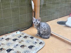 -帕帕拉兹宠物(亚洲旗舰店)