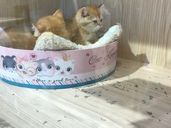 -屋虎猫馆(宝安大仟里店)