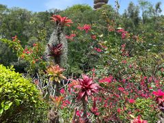 -深圳仙湖植物园