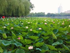 -莲花池公园