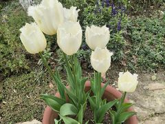 -东山雕花楼