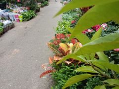 -循礼门鲜花花市(武汉循礼门店)