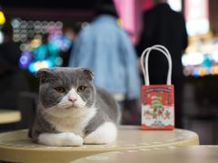-喜茶(深圳海岸城店)