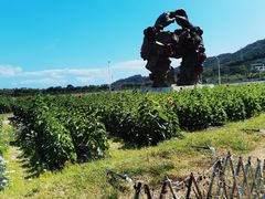 -亚龙湾国际玫瑰谷