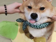 -逗柴咖啡屋·狗咖猫咖宠物桌游