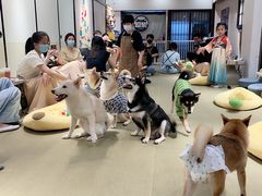 -逗柴咖啡屋·狗咖猫咖宠物桌游
