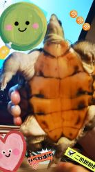 -神奇动物撸宠馆·羊驼·小浣熊·异宠(豫园店)