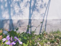 -上海佘山国家森林公园天马山园