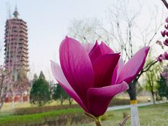 -西海子公园