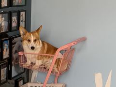 -汪说·狗咖(旺城大厦店)