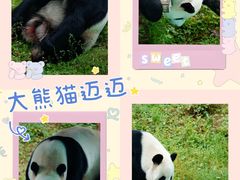 -栾川竹海野生动物园