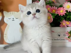 -小猫来了·猫舍(红山六九七九店)