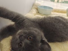 -COLOR PETS 撸猫馆·购猫·猫咖(长风大悦城店)