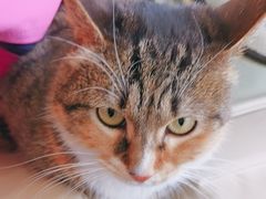 -芭比堂动物医院·CT·微创中心(新顺分院)