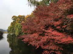 -西湖外事游船(花港观鱼码头)