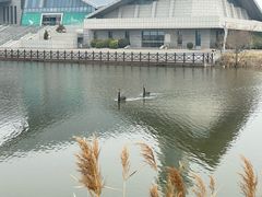 -盐城丹顶鹤湿地生态旅游区