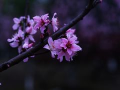 -白塘生态植物园