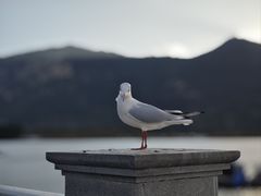 -海埂大坝