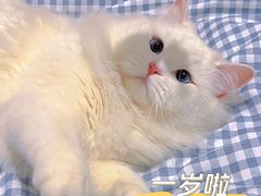 -欣宠猫屋·矮脚拿破仑·蓝金金渐层