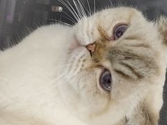 -喵园·猫主题咖啡厅·撸猫·猫咖(国贸店)