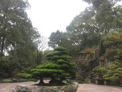 -南山植物园