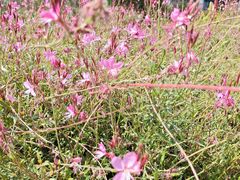 -玄武湖景区-情侣园游乐场