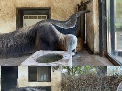 -上海野生动物园