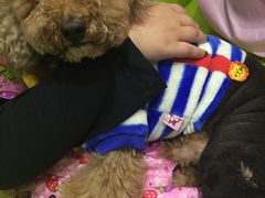 -暖阳宠物医院·犬猫康复中心·骨科