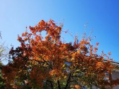 -中央民族大学