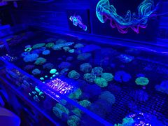 -山东柏宁水族批发广场