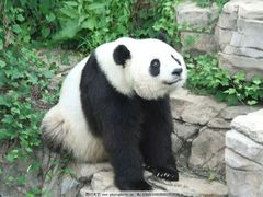 -上海野生动物园
