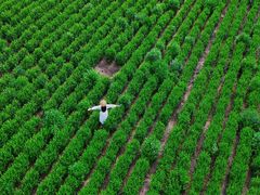 -帐篷客·溪龙茶谷度假酒店