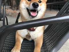 -柴犬高等学院·狗咖·柴犬售卖·宠物训练