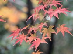 -中国茶叶博物馆(双峰馆区)