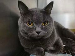 -佳怡动物医院·平价24小时·猫专科骨外科