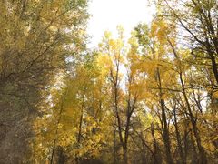 -金塔沙漠胡杨林景区