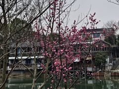 -张鸟园农家乐(张鸟园店)